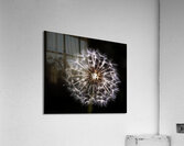 Dandelion Seed  Acrylic Print