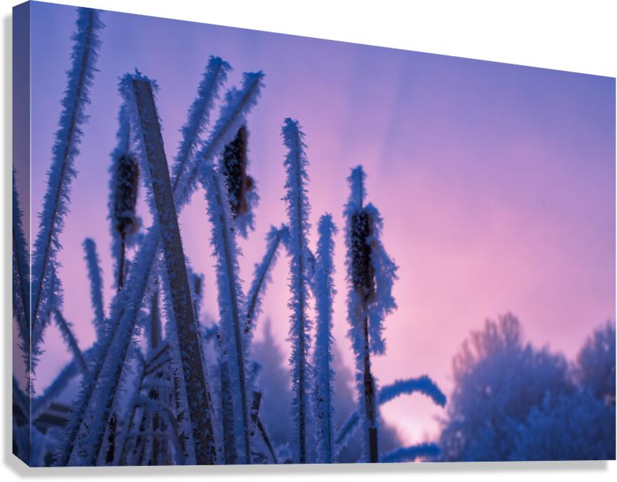 Hoar frost Sunrise  Canvas Print
