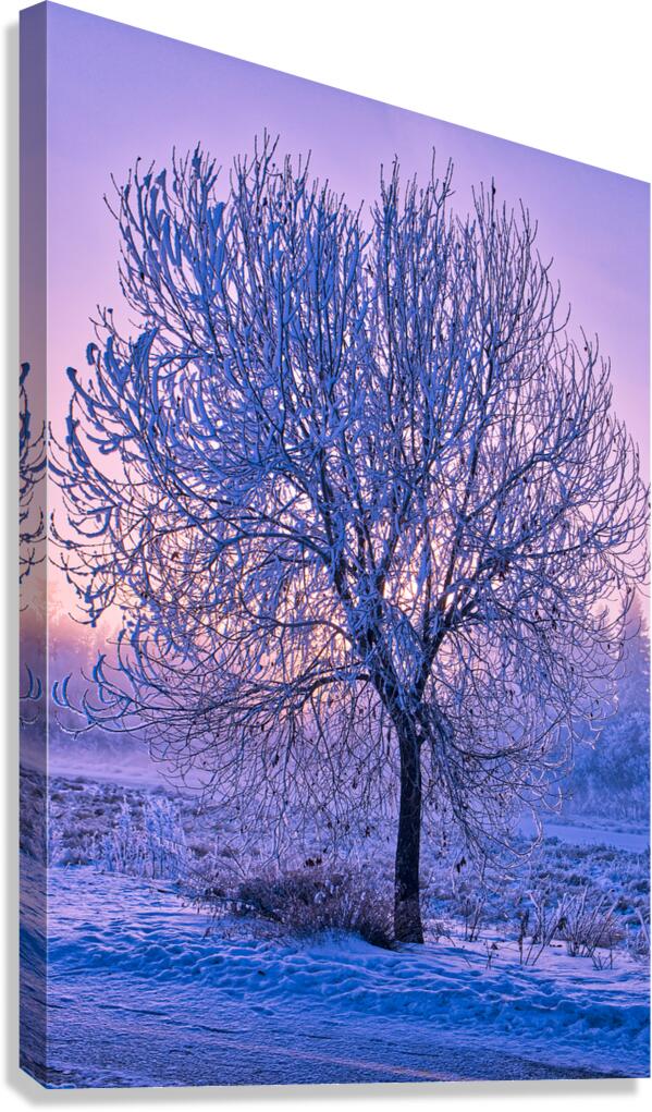 Hoar frost Sunrise  Canvas Print