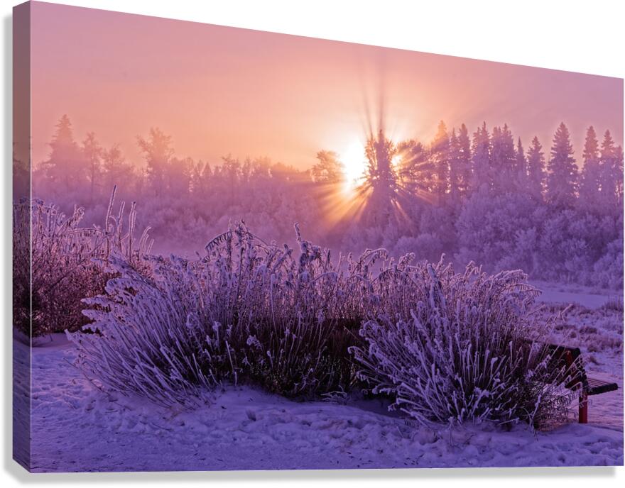 Hoar frost Sunrise  Canvas Print