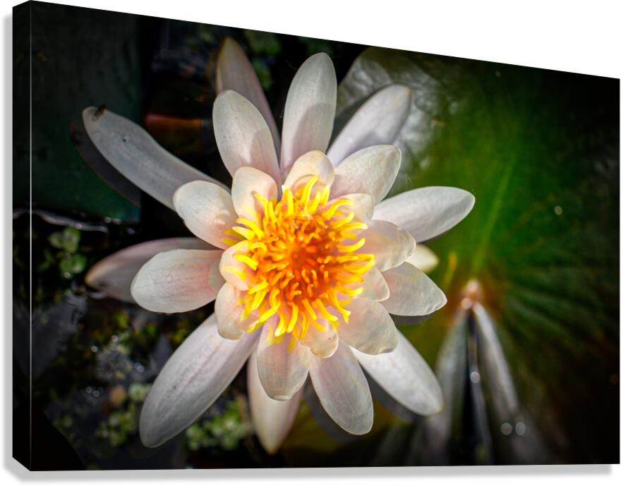 Flower Amongst Lillis  Canvas Print