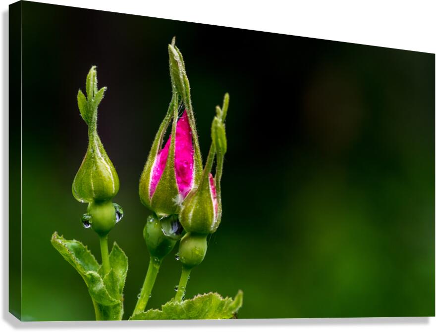 Alberta Rose Buds  Canvas Print