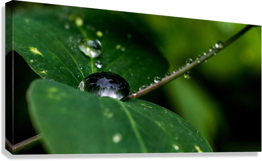 Droplets on Stem and Leaves  Canvas Print