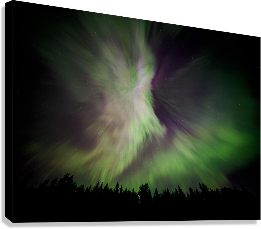 Aurora Butterfly  Canvas Print