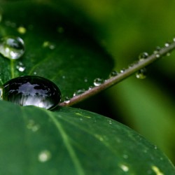 Droplets on Stem and Leaves