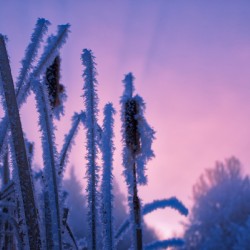 Hoar frost Sunrise