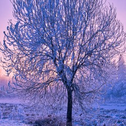 Hoar frost Sunrise