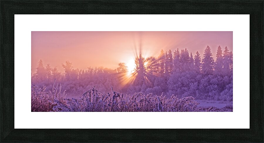 Hoar frost Sunrise  Framed Print Print