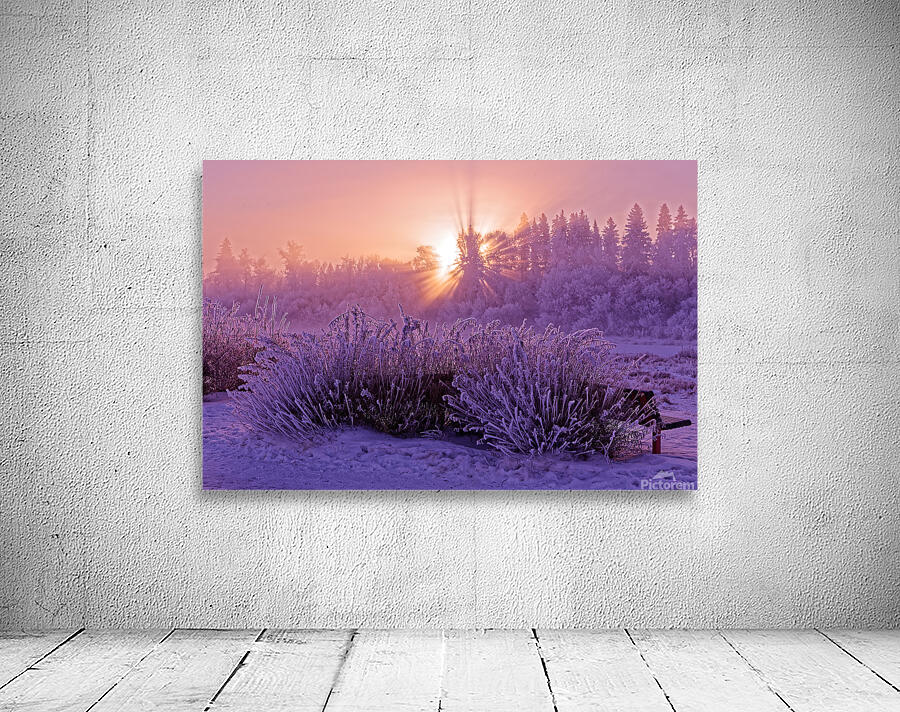 Hoar frost Sunrise by Darcy Michaelchuk