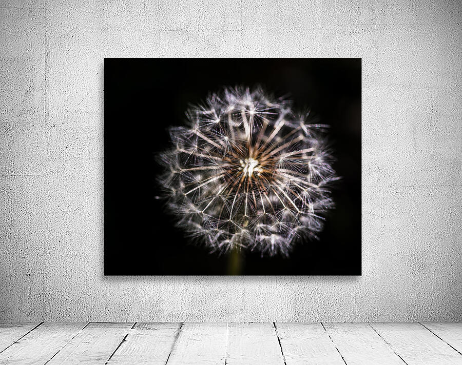 Dandelion Seed by Darcy Michaelchuk